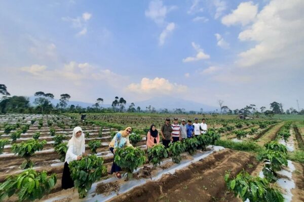 Metode Pagar Rangsang Produktivitas Petani Kopi Lampung Barat