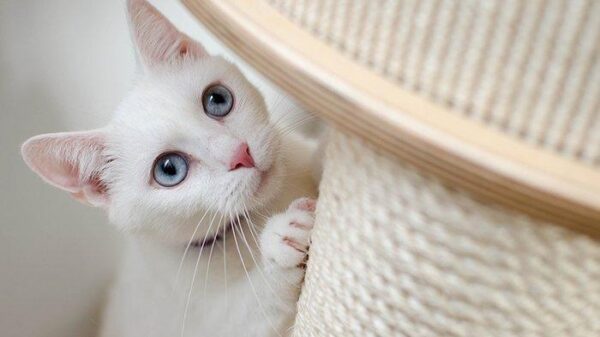Kunci Demi Kucing Peliharaan Agar Bahagia Saat Di Rumah