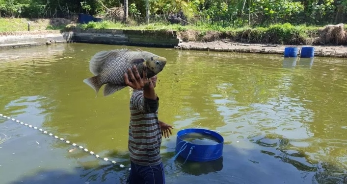 Budidaya Ikan Gurame