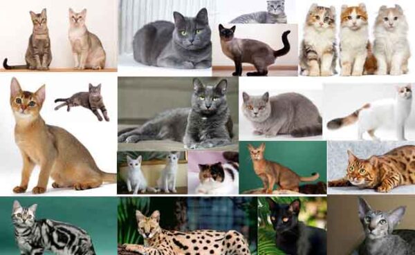 Binatang Kucing Menjadi Peliharaan Paling Populer