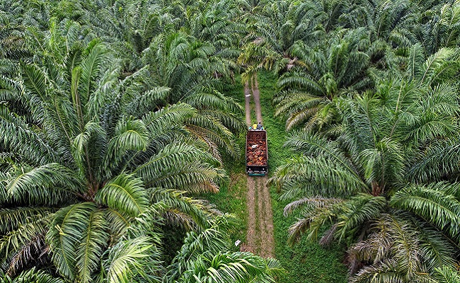 Kelapa Sawit