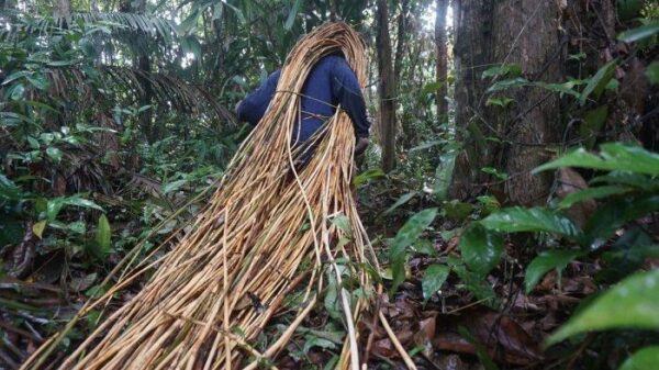 Tanaman Rotan Indonesia Yang Sudah Di Kenal Dunia