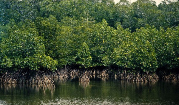 Mangrove, Tanaman Dengan Sejuta Peran Bagi Kehidupan
