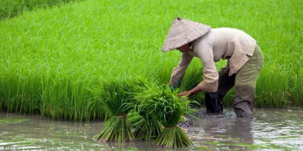 Ekonomi Pertanian Indonesia Bisa Maju, Jika Mau Berinovasi
