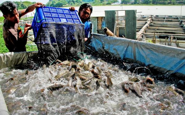 Budidaya Ikan Lele Memiliki Prospek Yang Menjanjikan