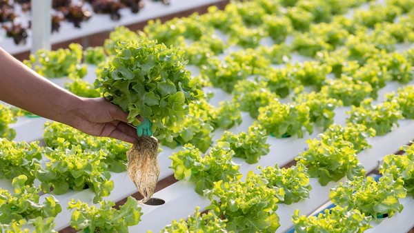 Bertani Tanpa Tanah Hidroponik Jadi Solusi Yang Menarik