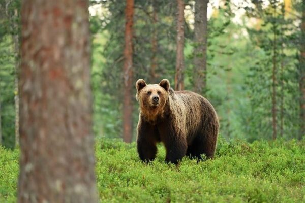 Hibernasi Beruang Coklat Di Yunani Utara Telah Terjadi Lebih Awal