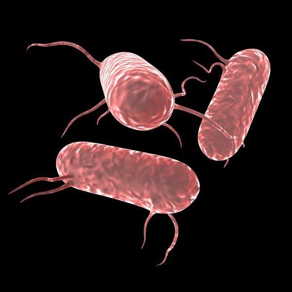 Bakteri Salmonella Sangat Berbahaya Bagi Kesehatan