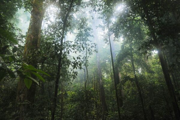 Tumbuhan Endemik Dalam Keanekaragaman Hayati Indonesia