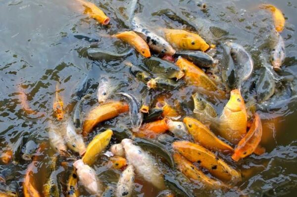 Budidaya Ikan Mas, Panduan Praktis Untuk Petani Ikan