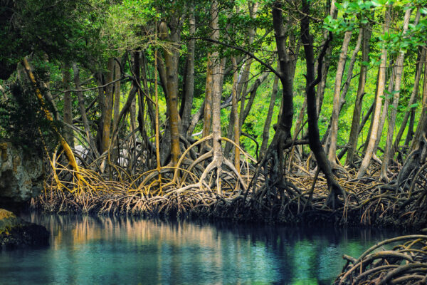 Ekosistem Hutan Mangrove dan Peran Penting dalam Kehidupan