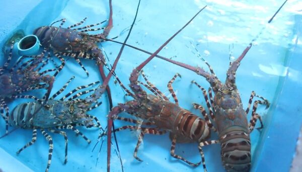 Hewan Lobster Bisa Jadi Bisnis Yang Menguntungkan