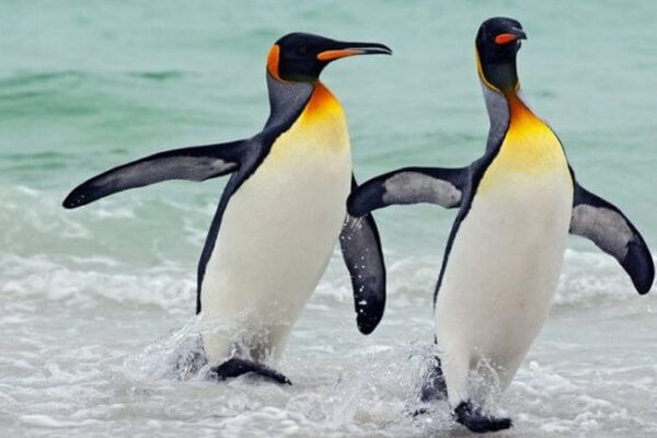 Hewan Penguin Kelompok Burung Laut Yang Menarik Dan Unik