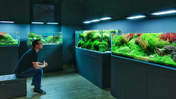 Hobi Aquascape Membuat Ekosistem Indah Dalam Air Di Akuarium