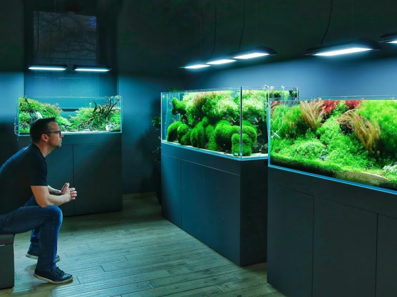 Hobi Aquascape