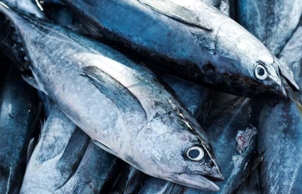 Ikan Tuna Memiliki Keanekaragaman Yang Perlu Anda Ketahui