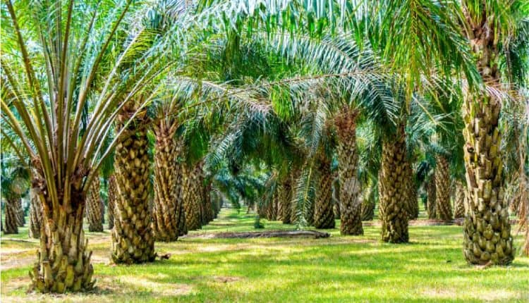 Pohon Kepala Sawit Memberikan Banyak Manfaat Di Indonesia