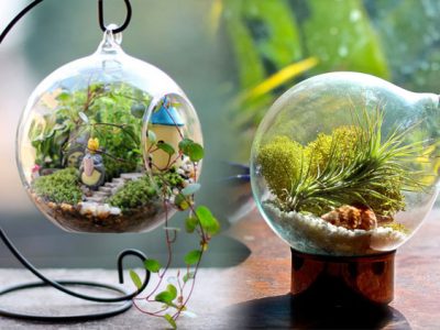 Mengenal Terrarium