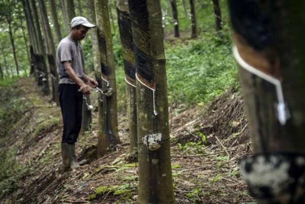 Perkebunan Karet, Indonesia Jadi Produsen Karet Terbesar Dunia