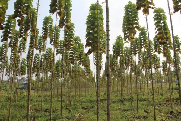 Pohon Jati Memiliki Banyak Manfaat Dan Kegunaan