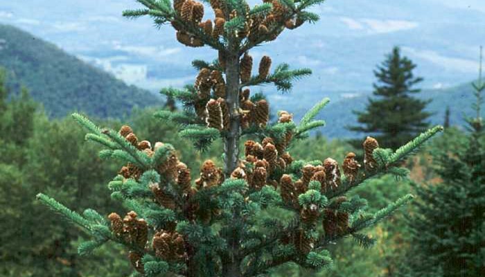 Pohon Cemara Balsam Fir Yang Mempunyai Jerawat