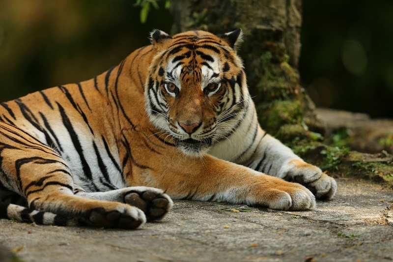 Satwa Harimau Sumatera