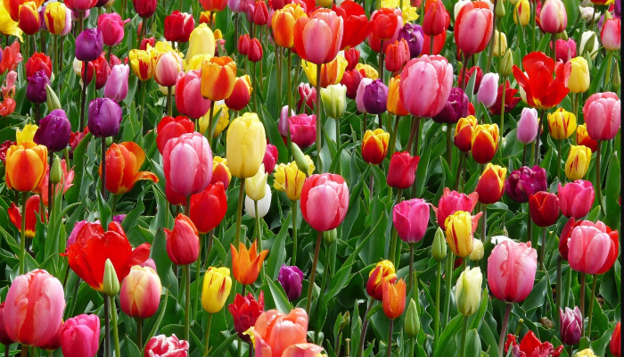 Bunga Tulip Memancarkan Kecantikan Lewat Variasi Warna