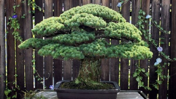 Tanaman Bonsai Memiliki Gaya Dan Bentuk Yang Unik