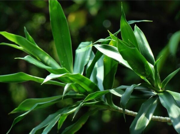 Daun Suji Dan Daun Pandan Yang Sering Di Anggap Sama