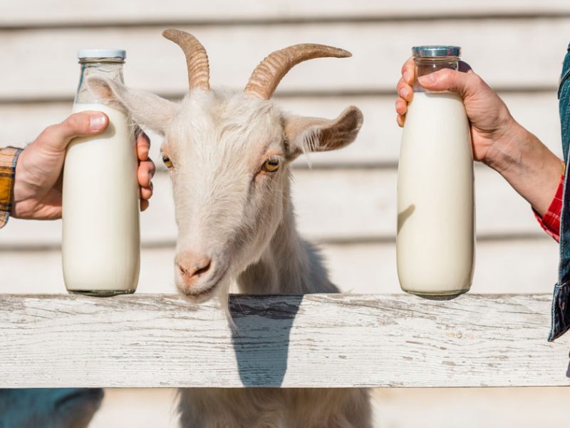 Susu Kambing Dan Manfaatnya Untuk Kulit