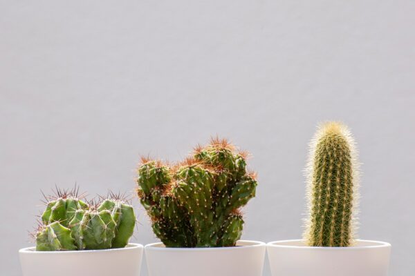 Kaktus Mini Yang Cocok Untuk Dekorasi Kamarmu