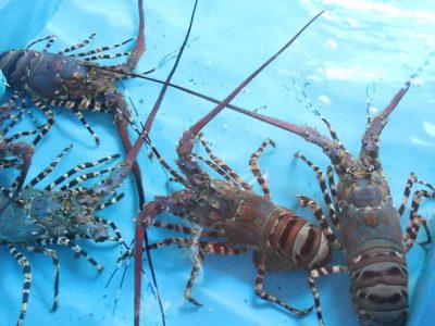 Lobster Air Tawar Sedang Menjadi Trend Dalam Pembudidayaan