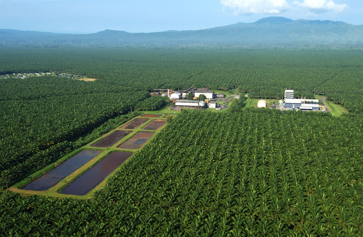 Perusahaan Perkebunan