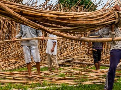 Tumbuhan Rotan Memberikan Banyak Sekali Kegunaan