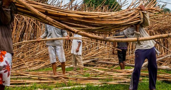 Tumbuhan Rotan Memberikan Banyak Sekali Kegunaan