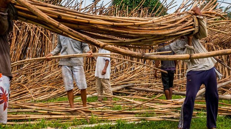 Tumbuhan Rotan Memberikan Banyak Sekali Kegunaan