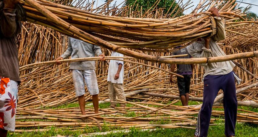 Tumbuhan Rotan Memberikan Banyak Sekali Kegunaan