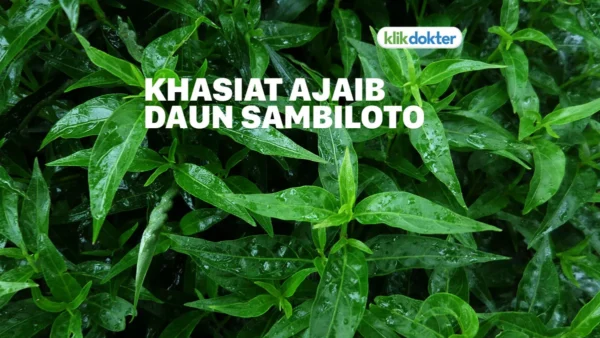 Sambiloto: Tanaman Herbal Dengan Segudang Manfaat Kesehatan