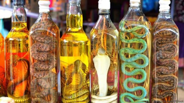 Snake Wine Miras Dari Larutan Bisa Ular