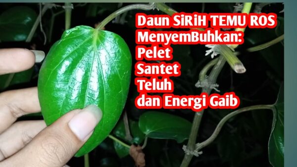 Sirih Temu Ruas Manfaat Kesehatan Dan Mitos Kekuatan Spiritual