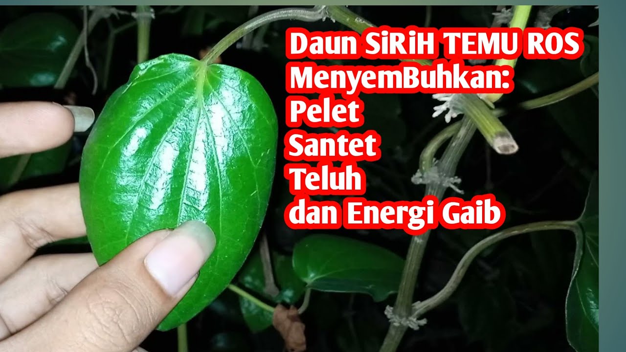 Sirih Temu Ruas