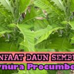 Daun Sembung