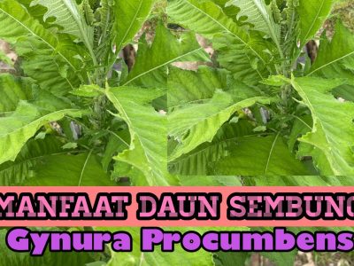 Daun Sembung