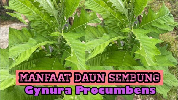 Daun Sembung Efektif Meredakan Sesak Napas