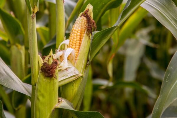 Buah Jagung Tanaman Pangan Paling Penting Untuk Kesehatan