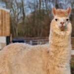 Hewan Alpaca