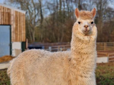 Hewan Alpaca