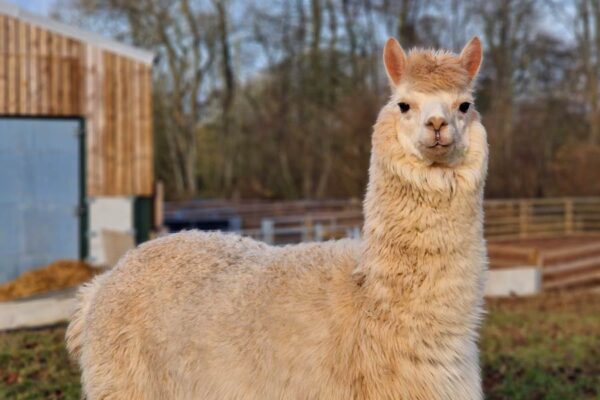 Hewan Alpaca Mamalia Yang Menawan Dari Pegunungan Andes