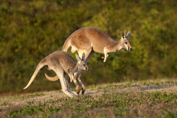 Hewan Kangguru Asal Dari Australia Yang Punya Keunikan