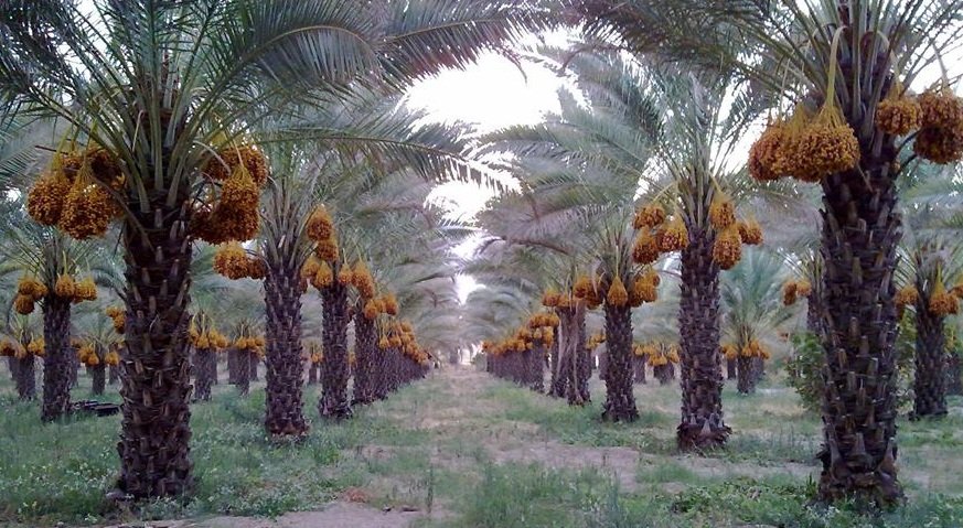 Kurma Di Indonesia